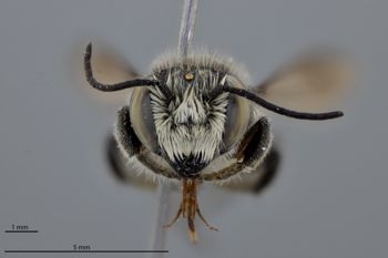 Media type: image;   Entomology 611196 Aspect: head frontal view